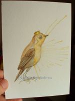 The robin prince!
